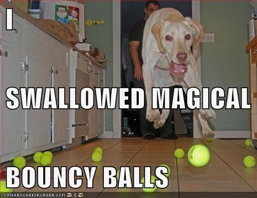 can dogs swallow tennis balls