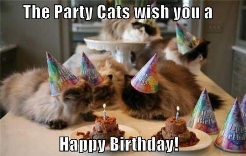 Happy Birthday Cat And Dog Meme Dozens Of Hilarious Birthday Memes With Animals - I Can Has Cheezburger?