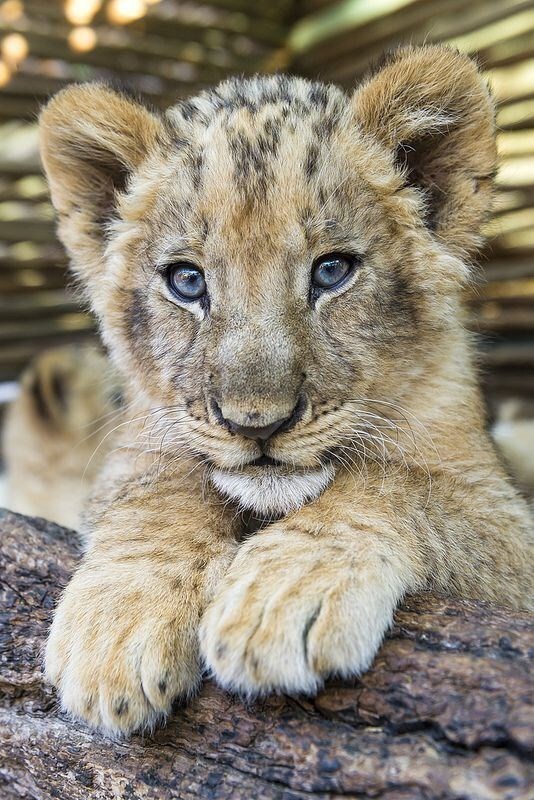 baby white lion with blue eyes