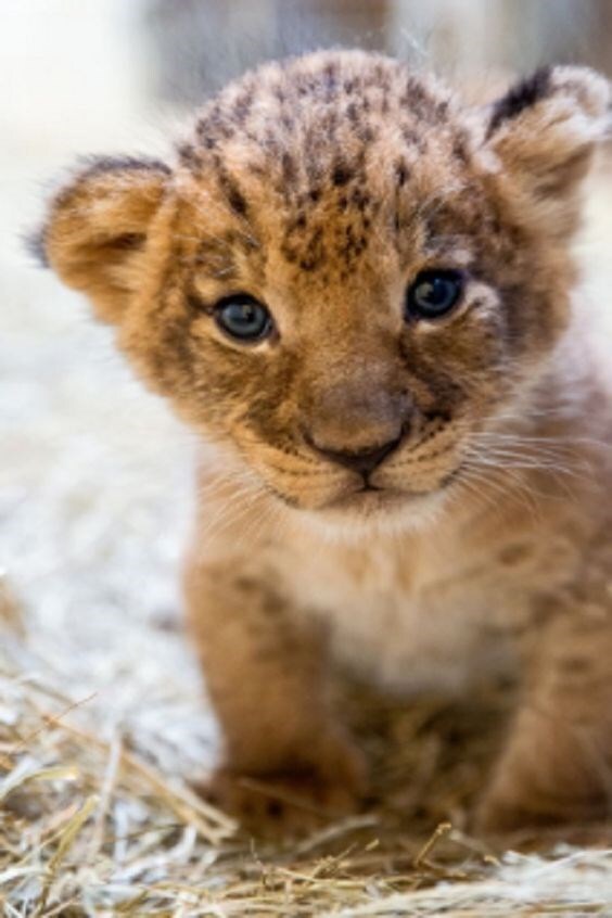 baby white lion with blue eyes