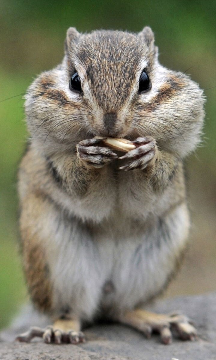 why do chipmunks have big cheeks