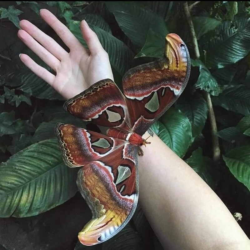 largest moth ever recorded