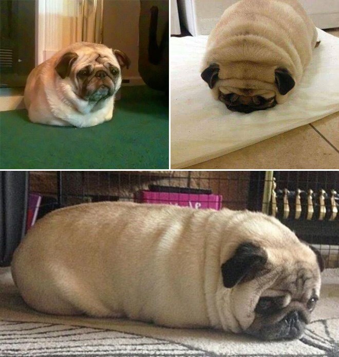 a dog thats look like bread