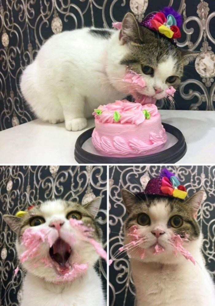 Happy Birthday Cat Eating Cake Hongry Cats Getting Messy Eating To Their Feline Hearts' Desire - I Can Has  Cheezburger?