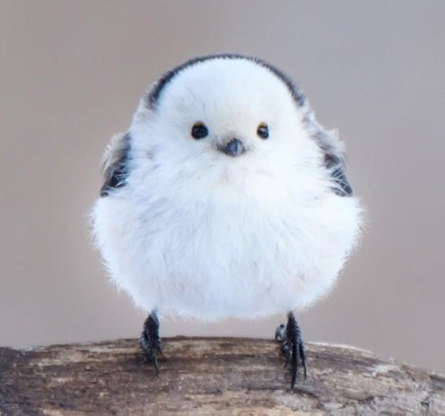 Hokkaido Bird Looks Like Flying Cotton Ball - I Can Has Cheezburger?